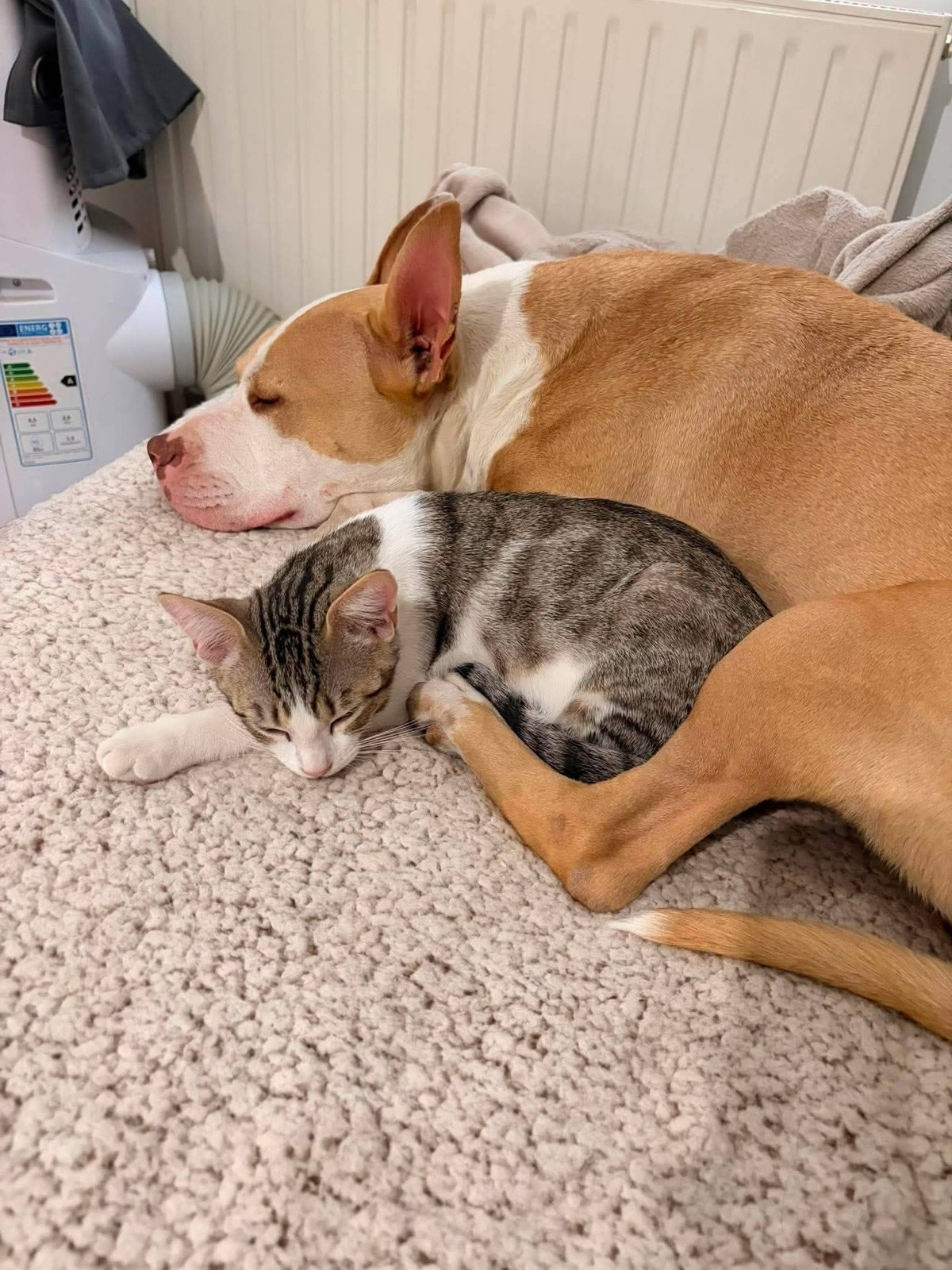 Adoption Tigrou