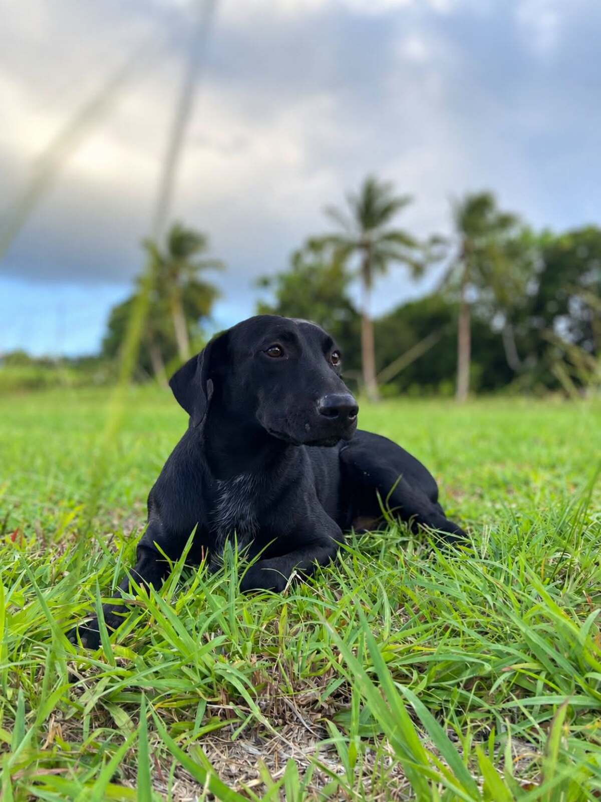 Adoption Nemo