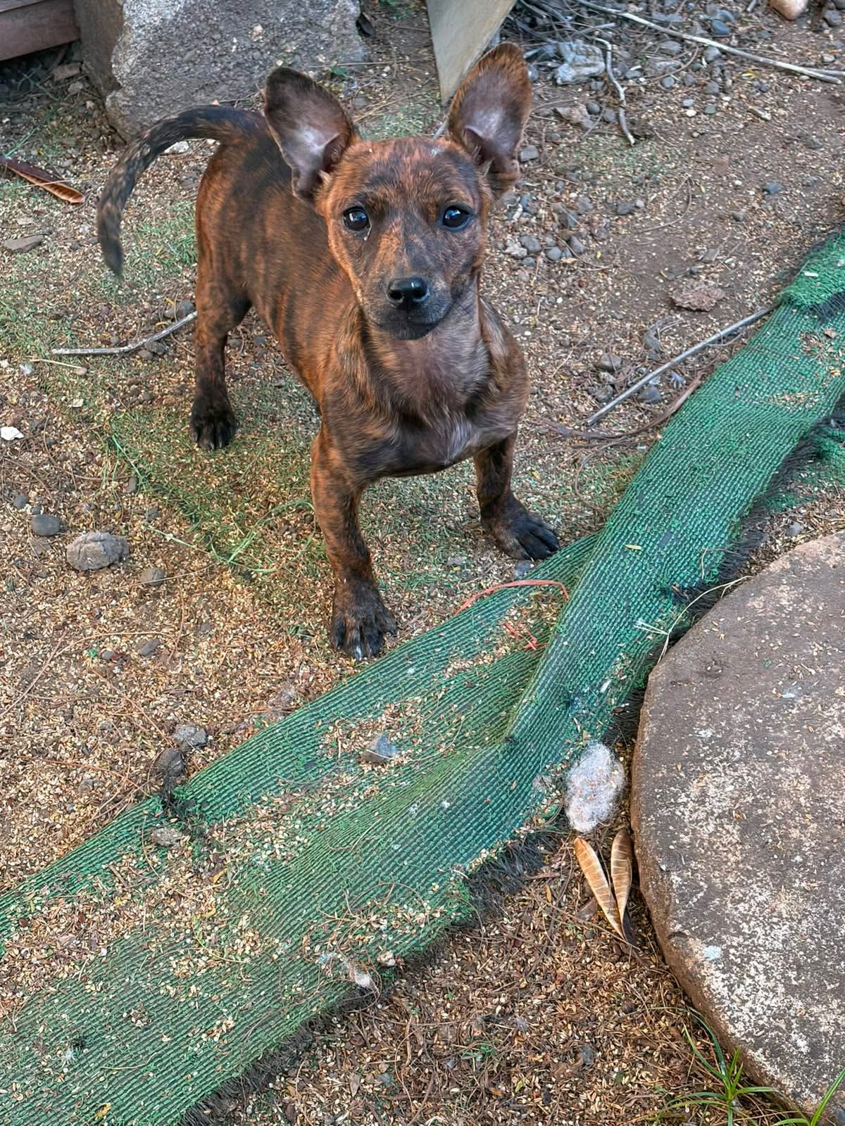 Adoption Baya
