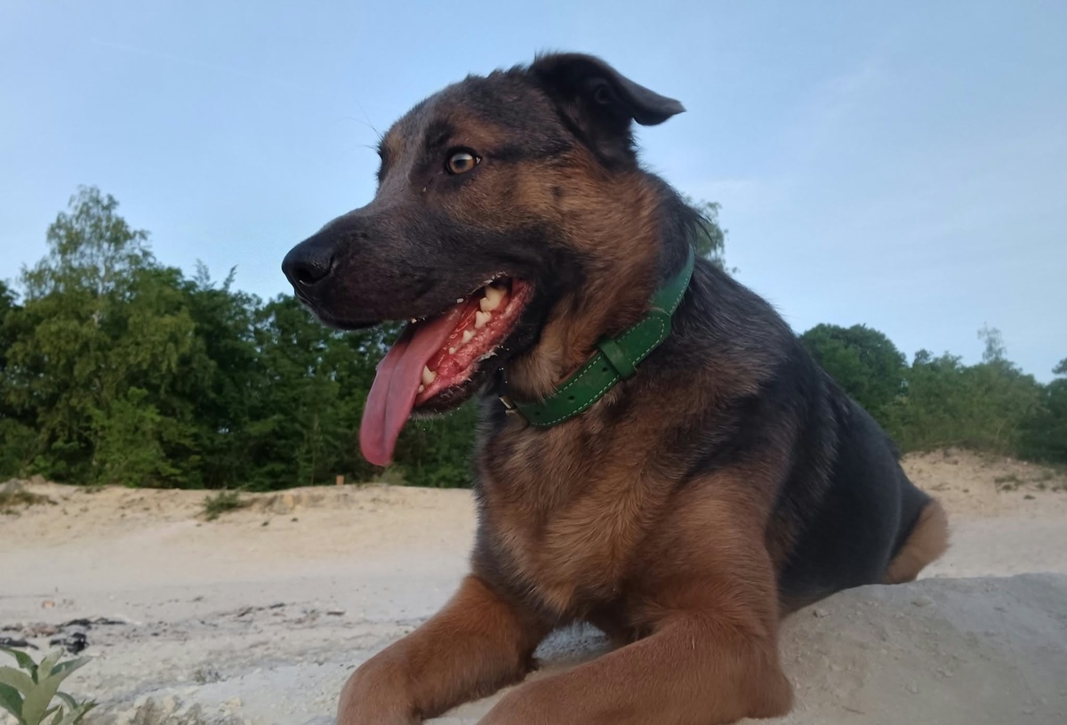 Adoption Meet