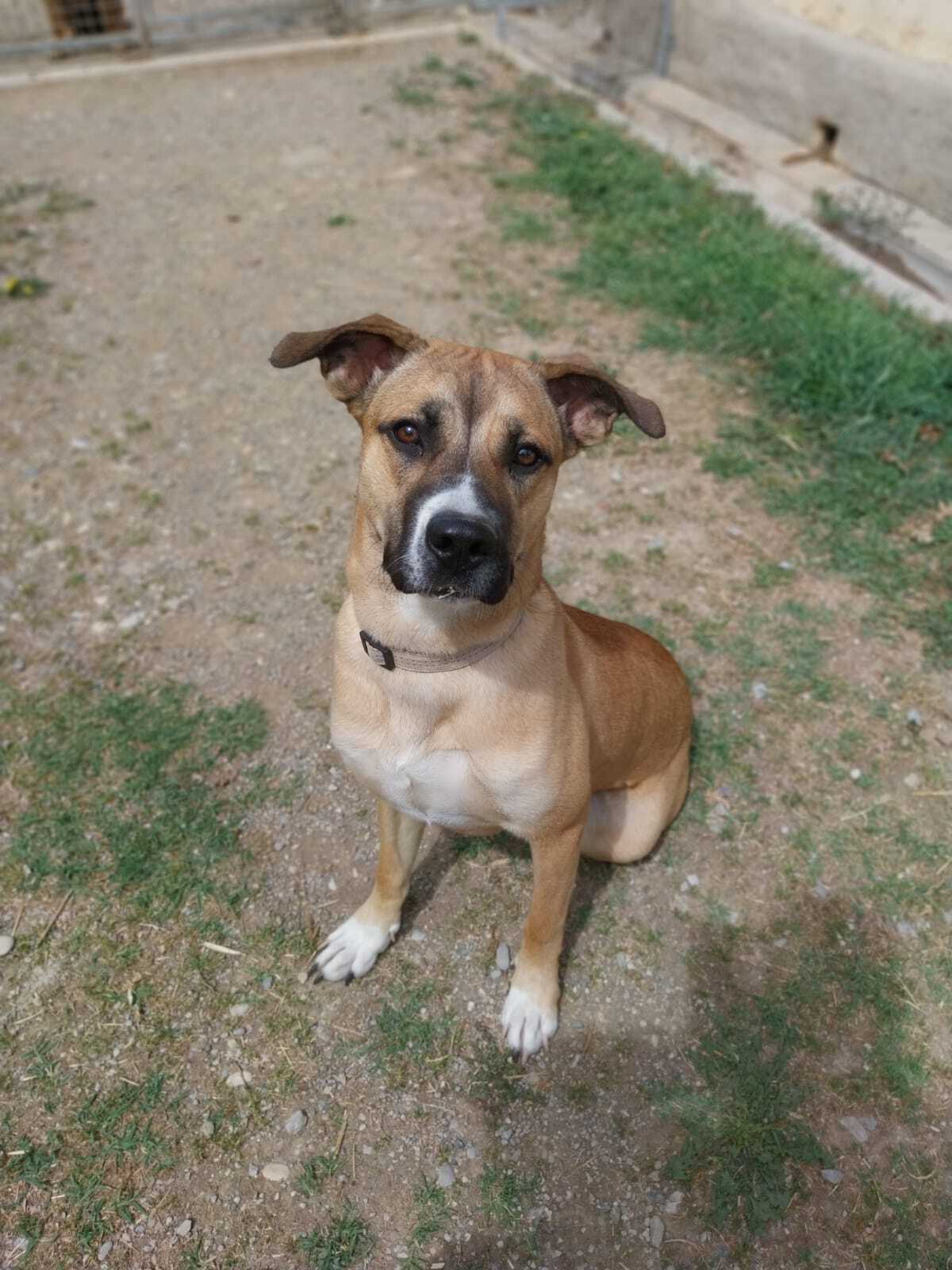 Adoption Iris