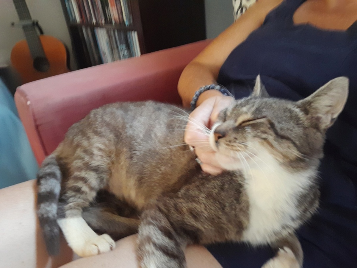 Adoption Bernard