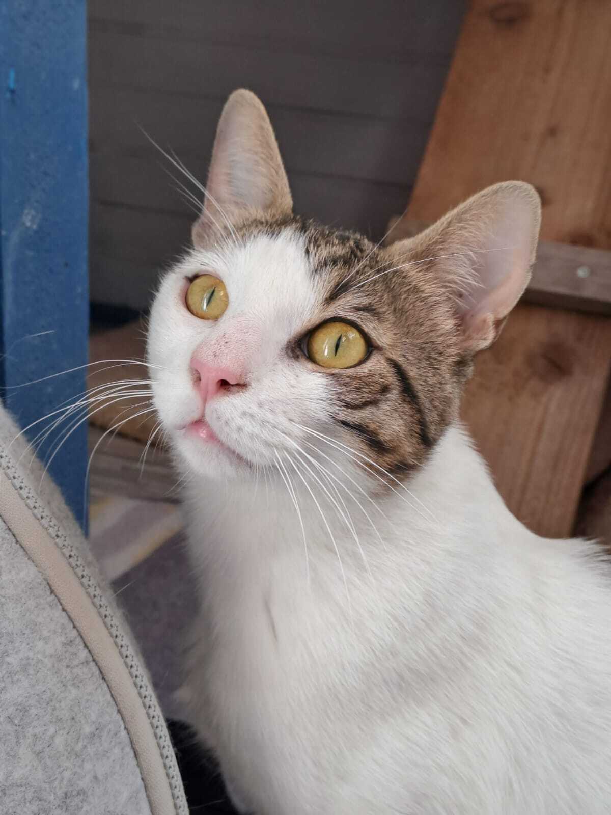 Adoption LANCELOT