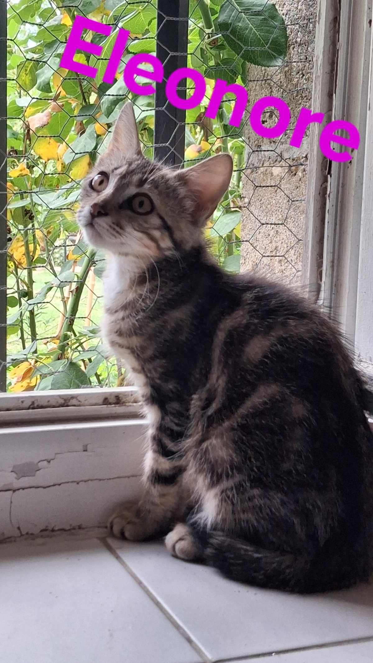 Adoption Eleonore