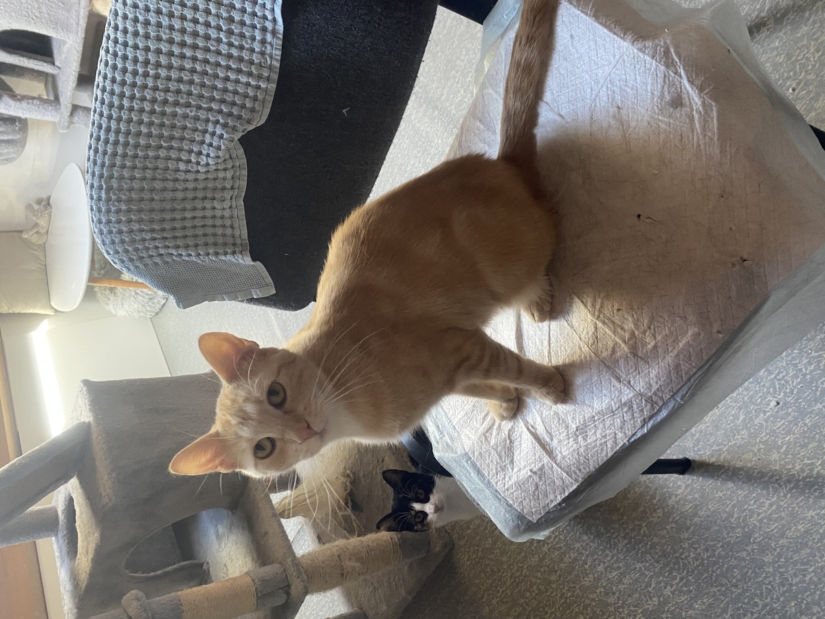 Adoption Jade
