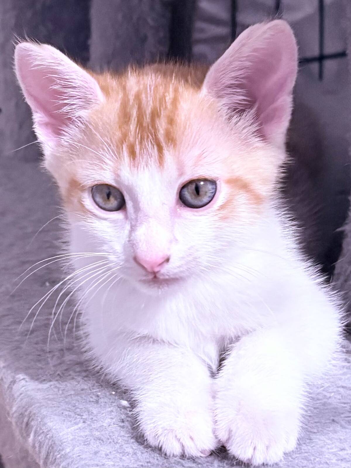 Adoption Trouvé