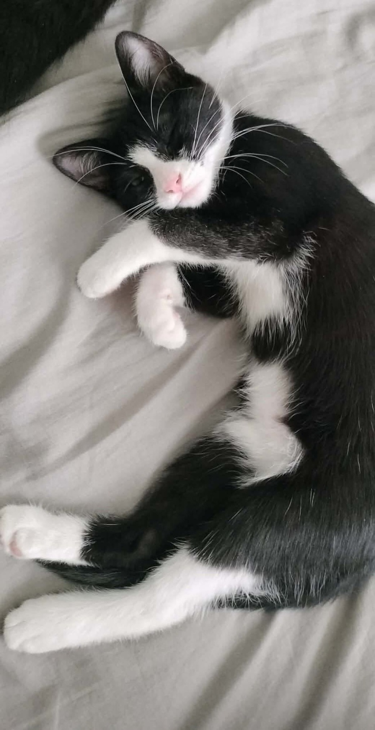 Adoption FILON 