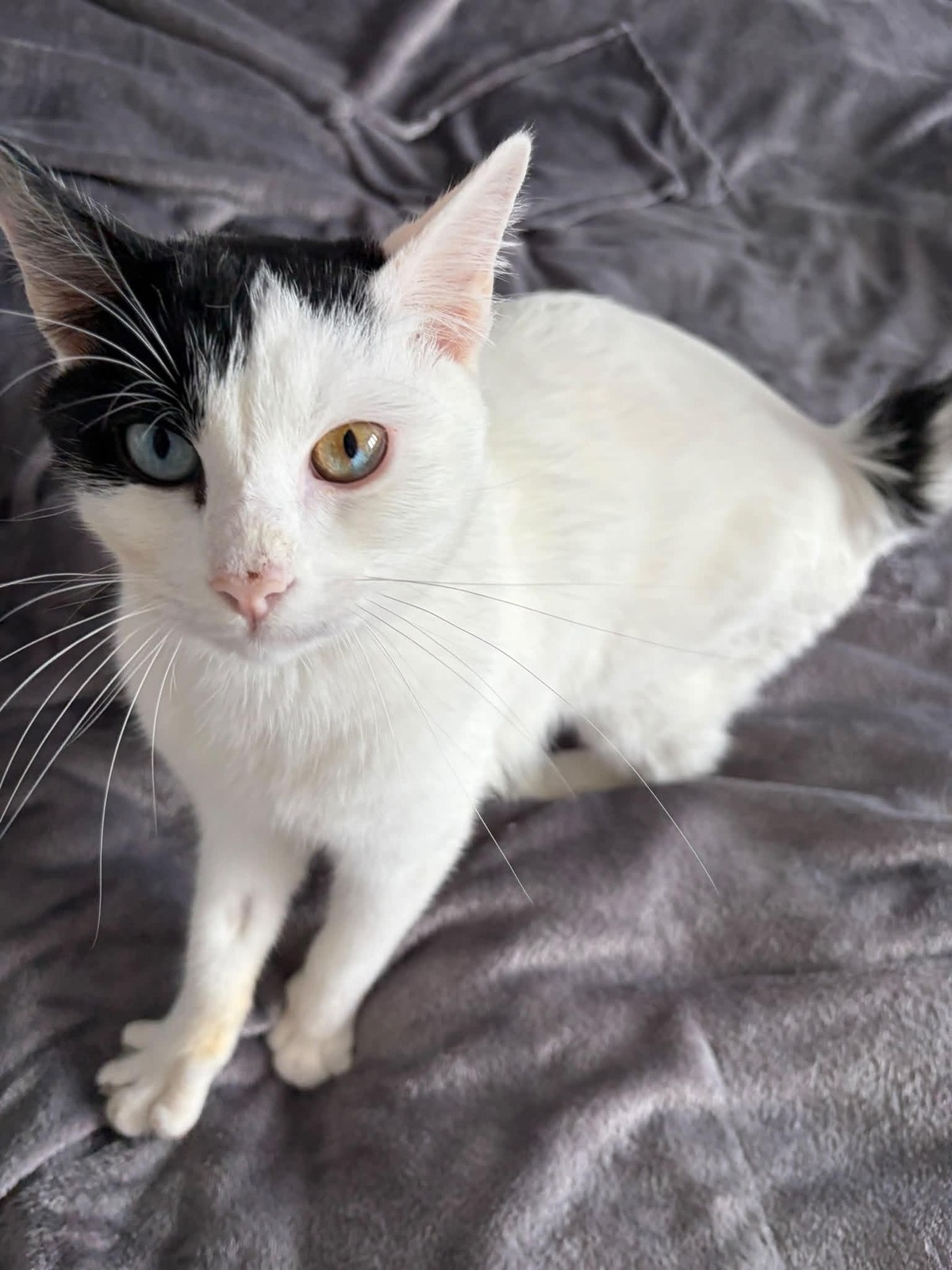 Adoption Snoppy