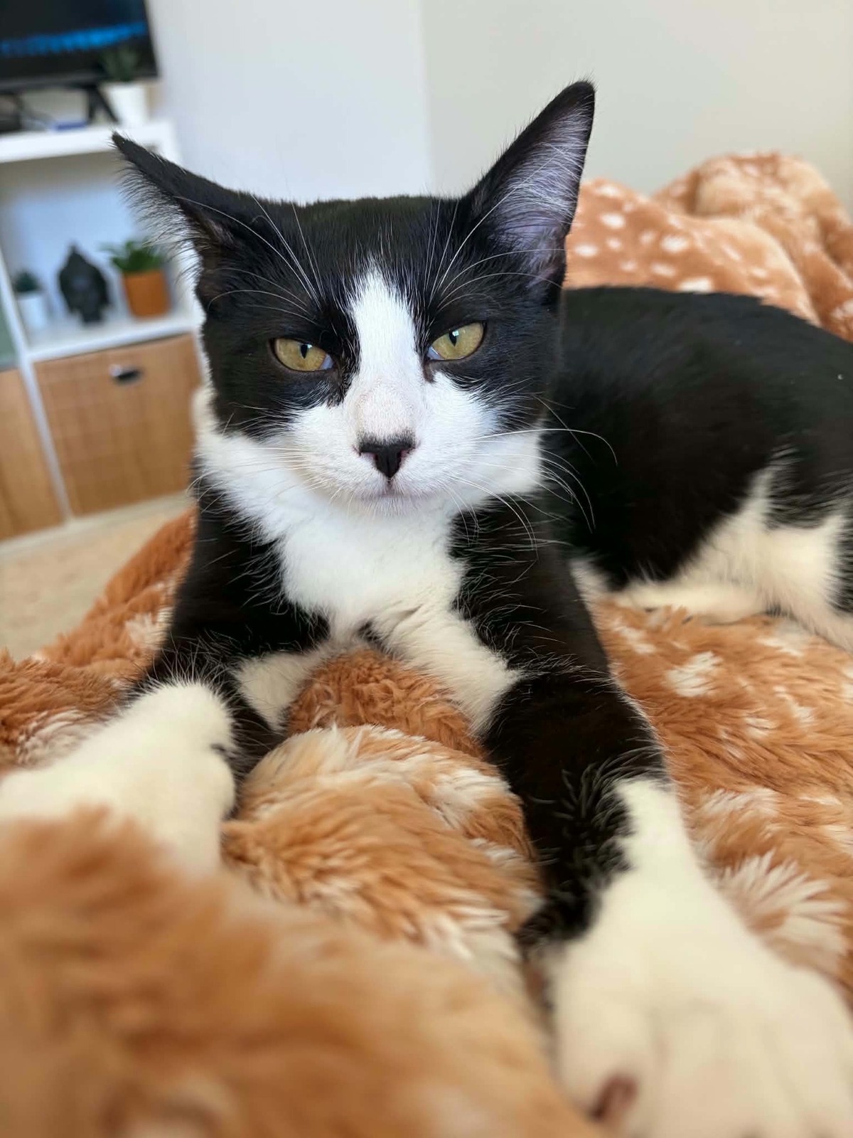 Adoption Morpheus