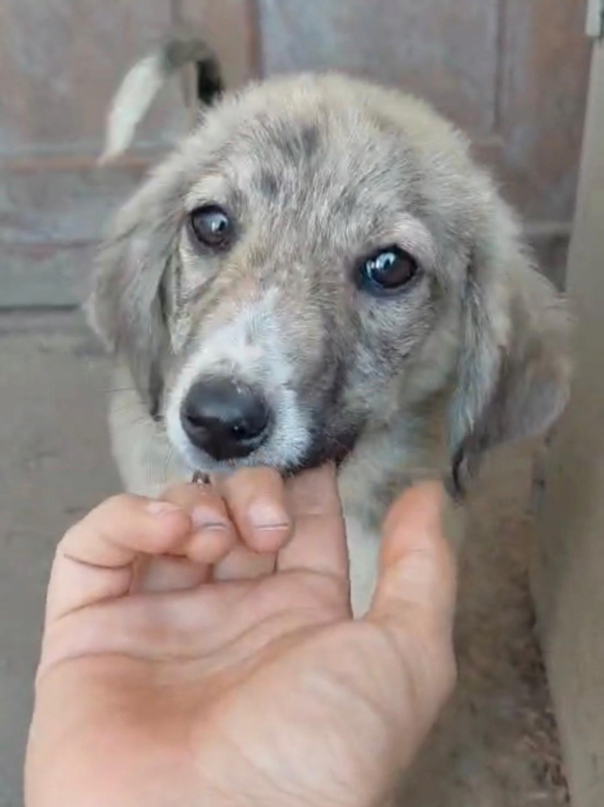 Adoption Sparky