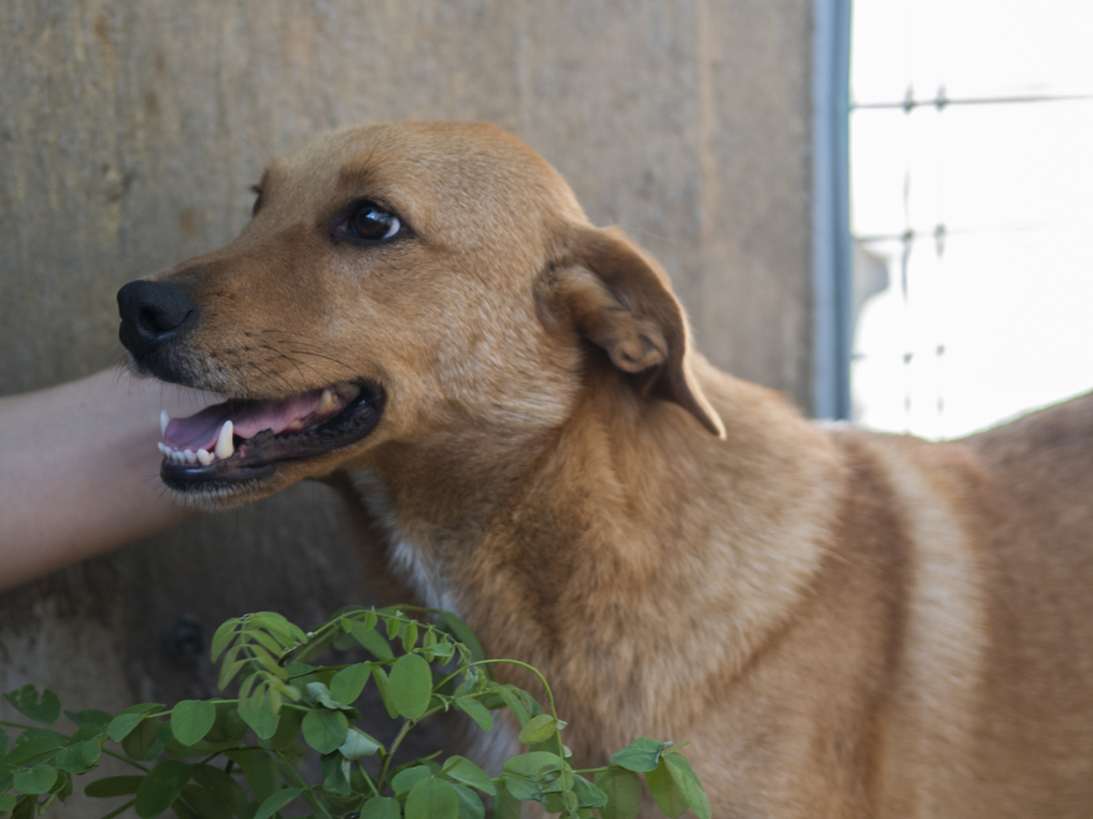 Adoption Noro