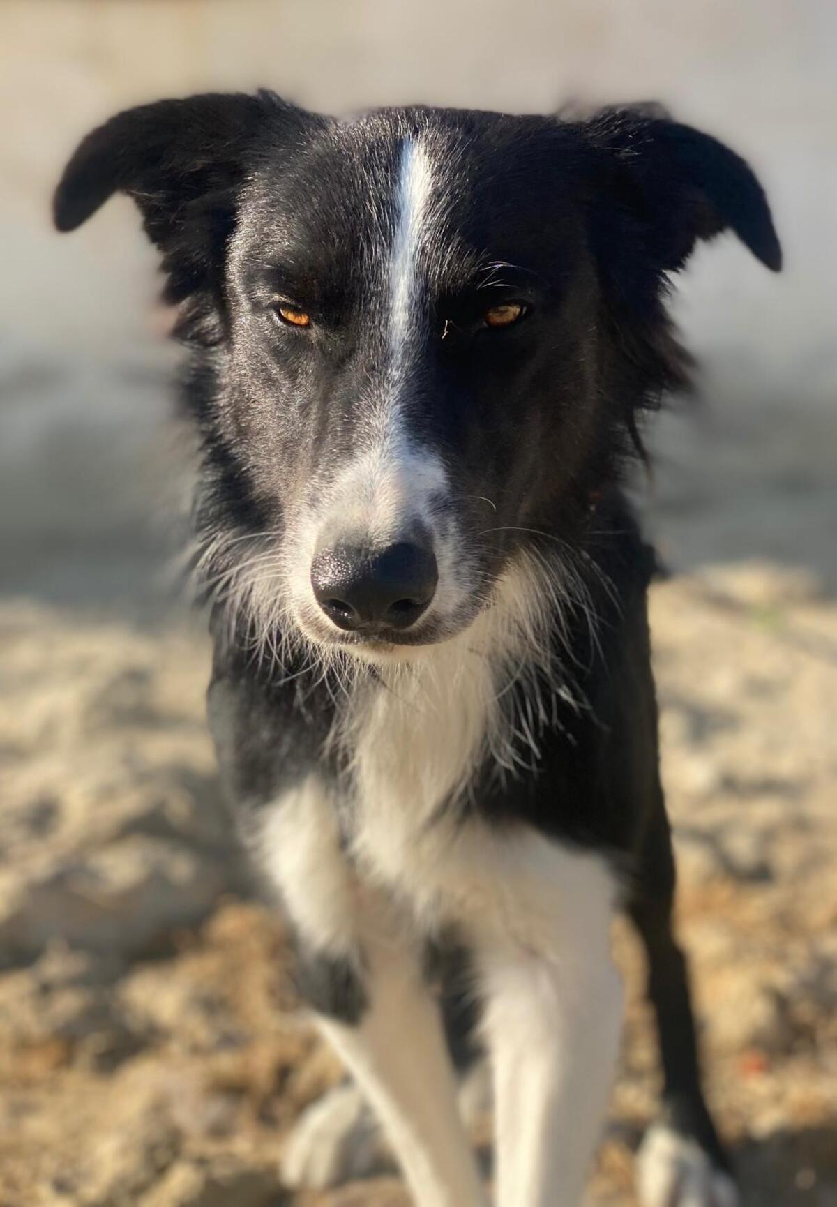Adoption Giorgi