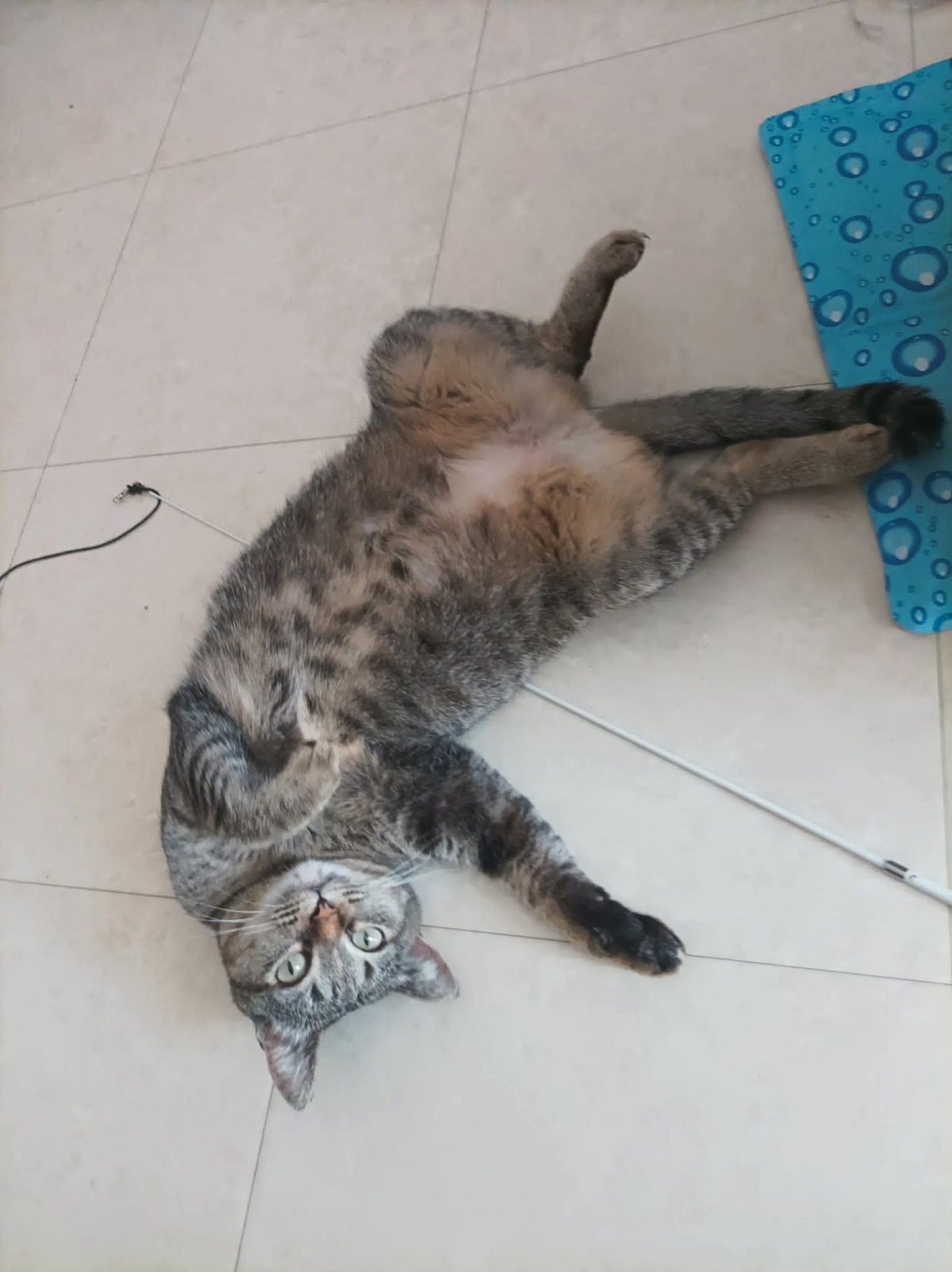 Adoption Mimine