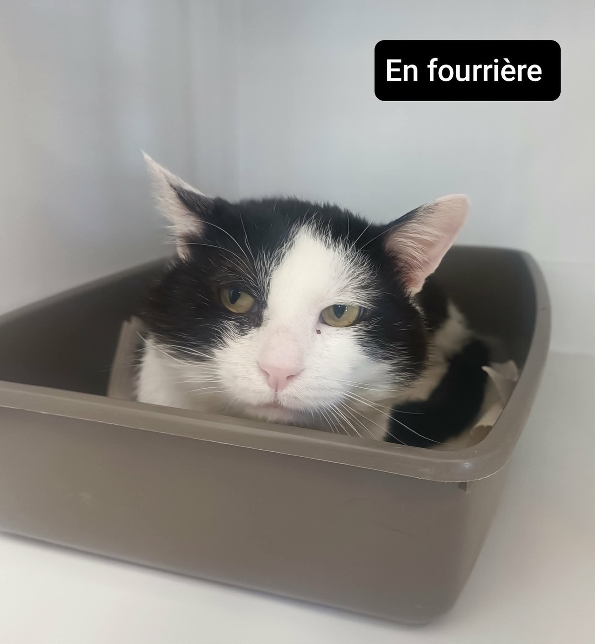 Adoption Félix