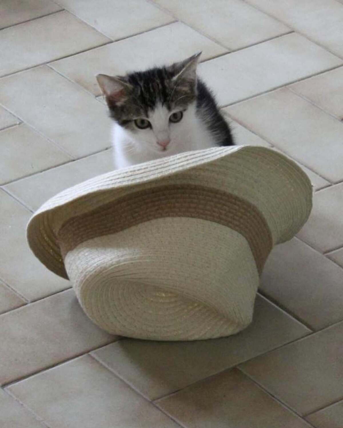 Adoption Steve