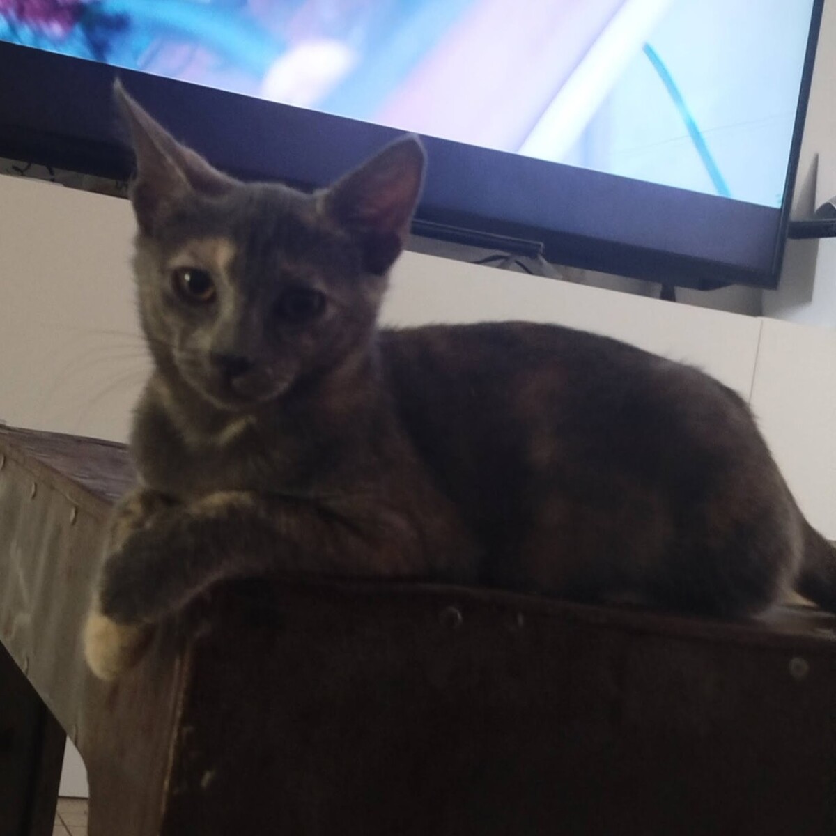 Adoption MERVEILLE