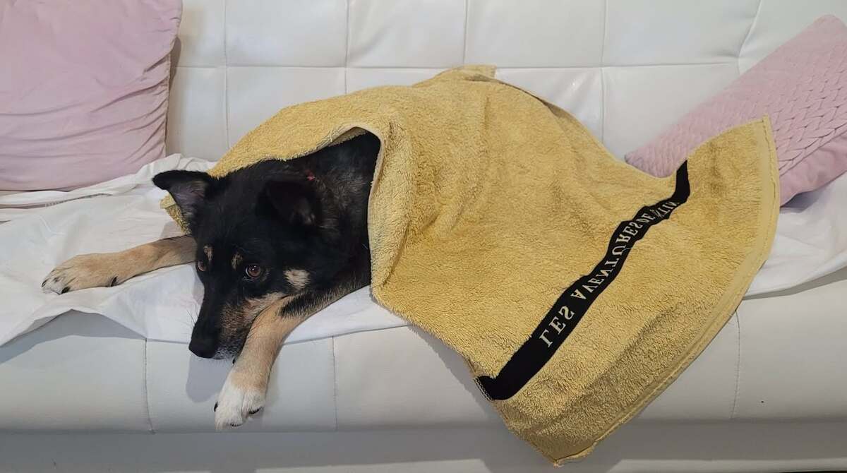 Adoption Talya