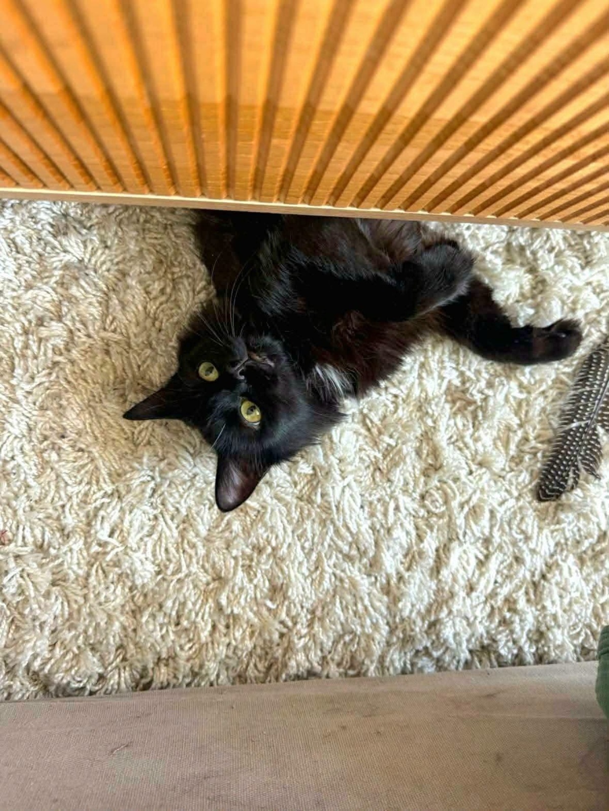Adoption SODEBA