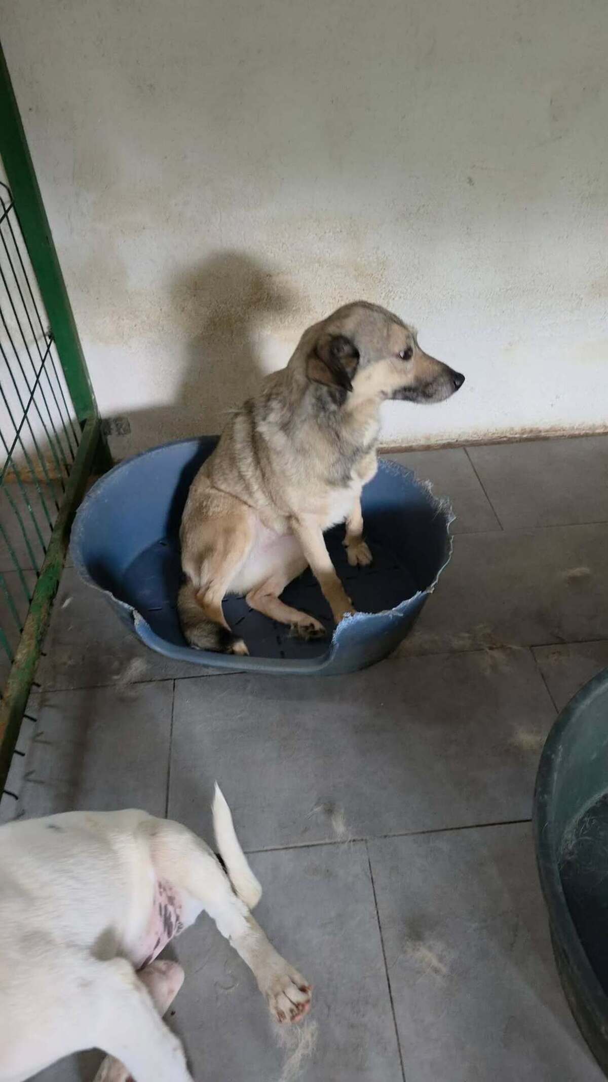 Adoption Surica