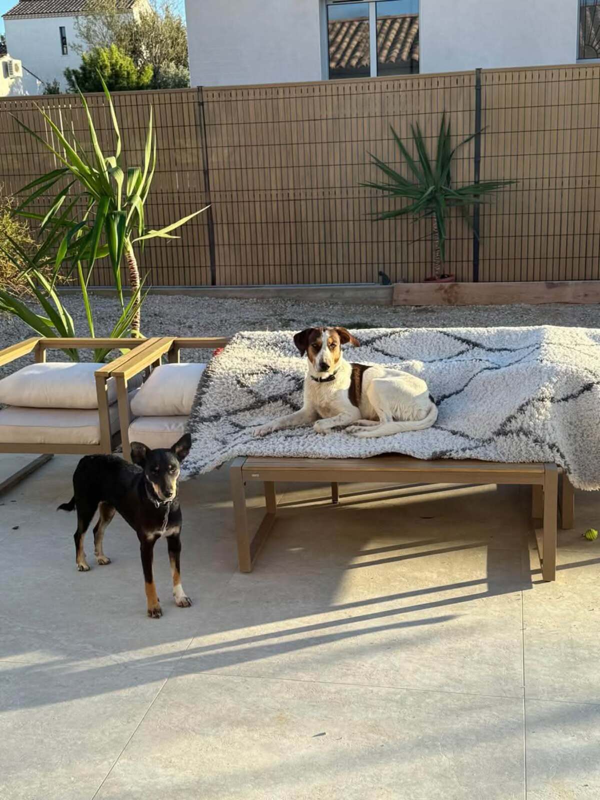 Adoption Yoko