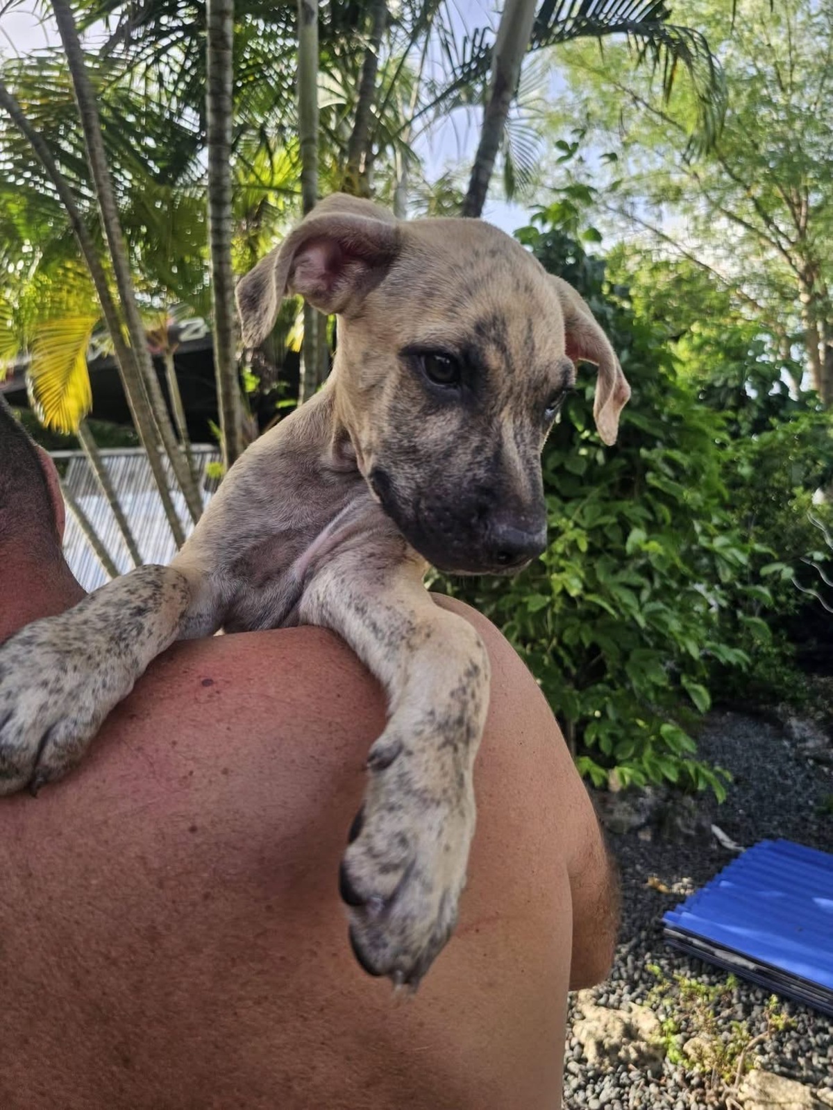 Adoption Fenzo
