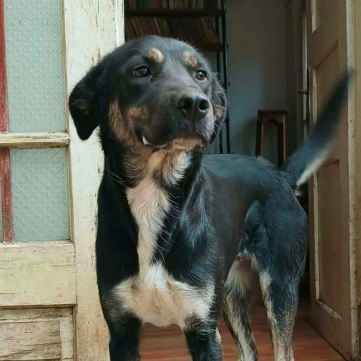 Adoption Kara