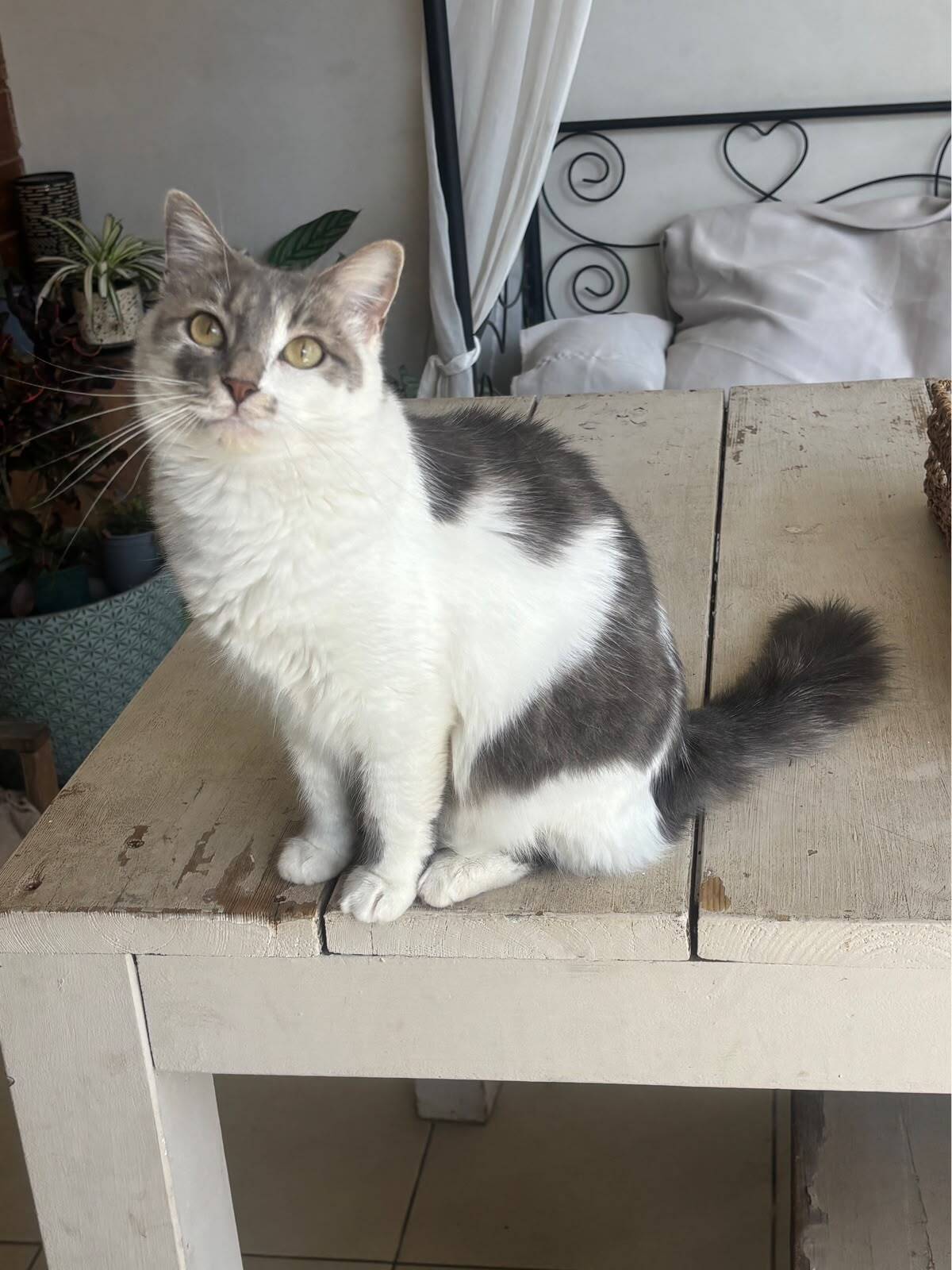 Adoption Duchesse 