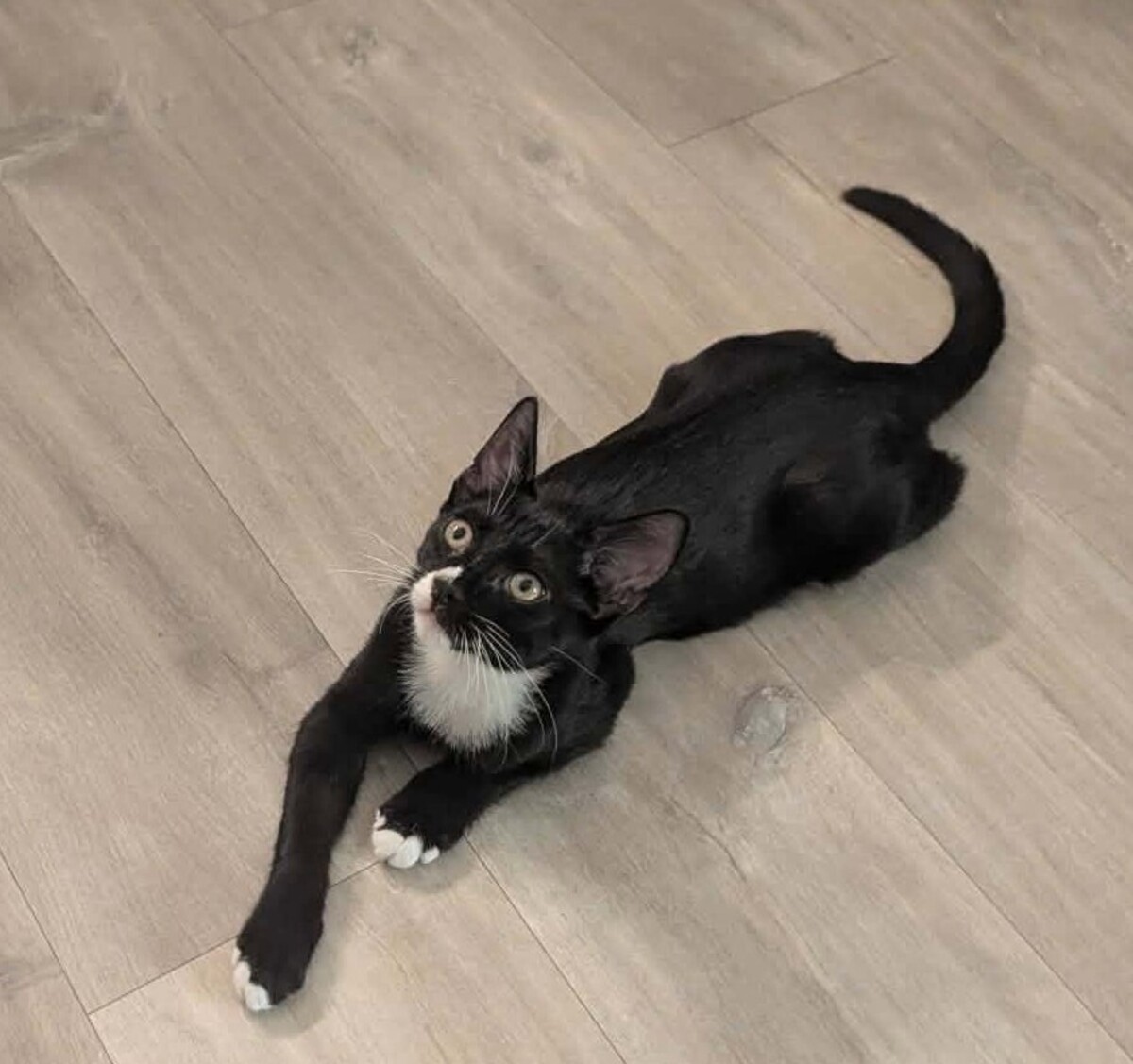 Adoption Binx