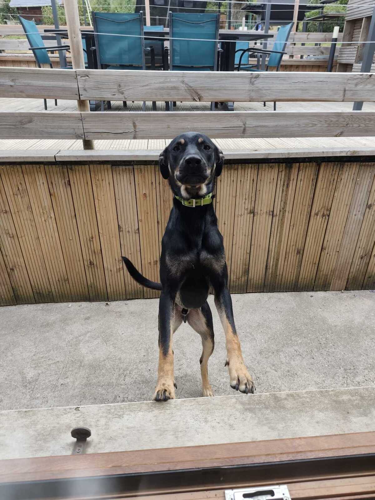 Adoption Pako
