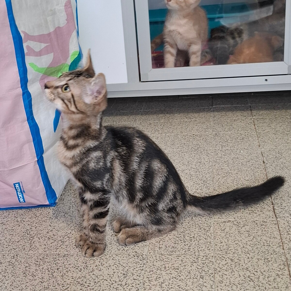 Adoption BRYO