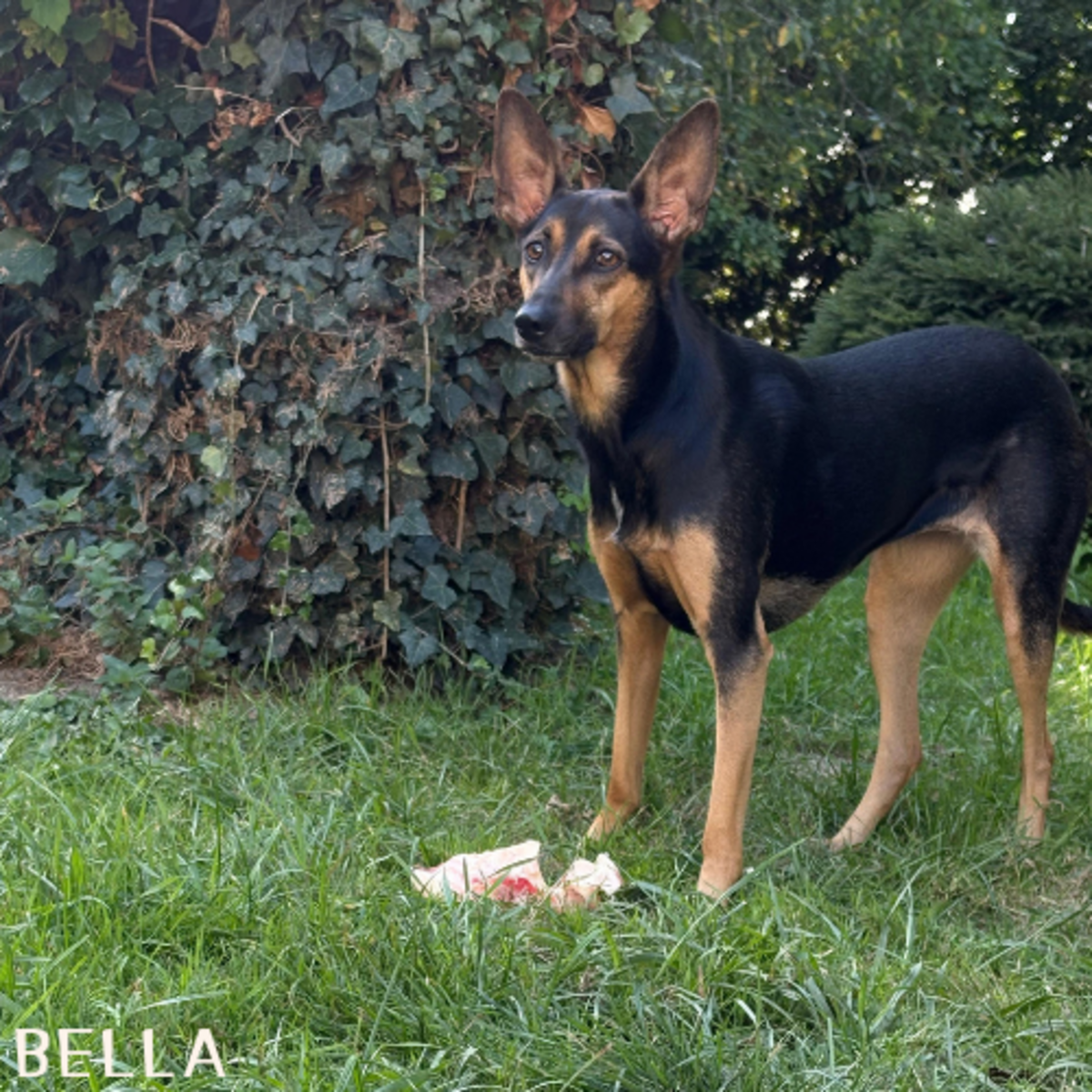 Adoption Bella et Hope