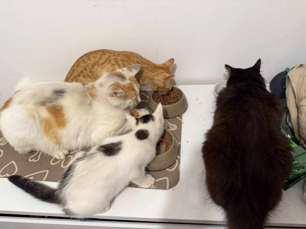Adoption Loki