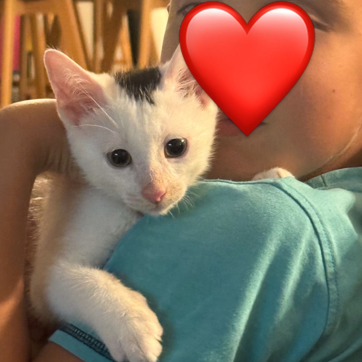 Adoption Tobby
