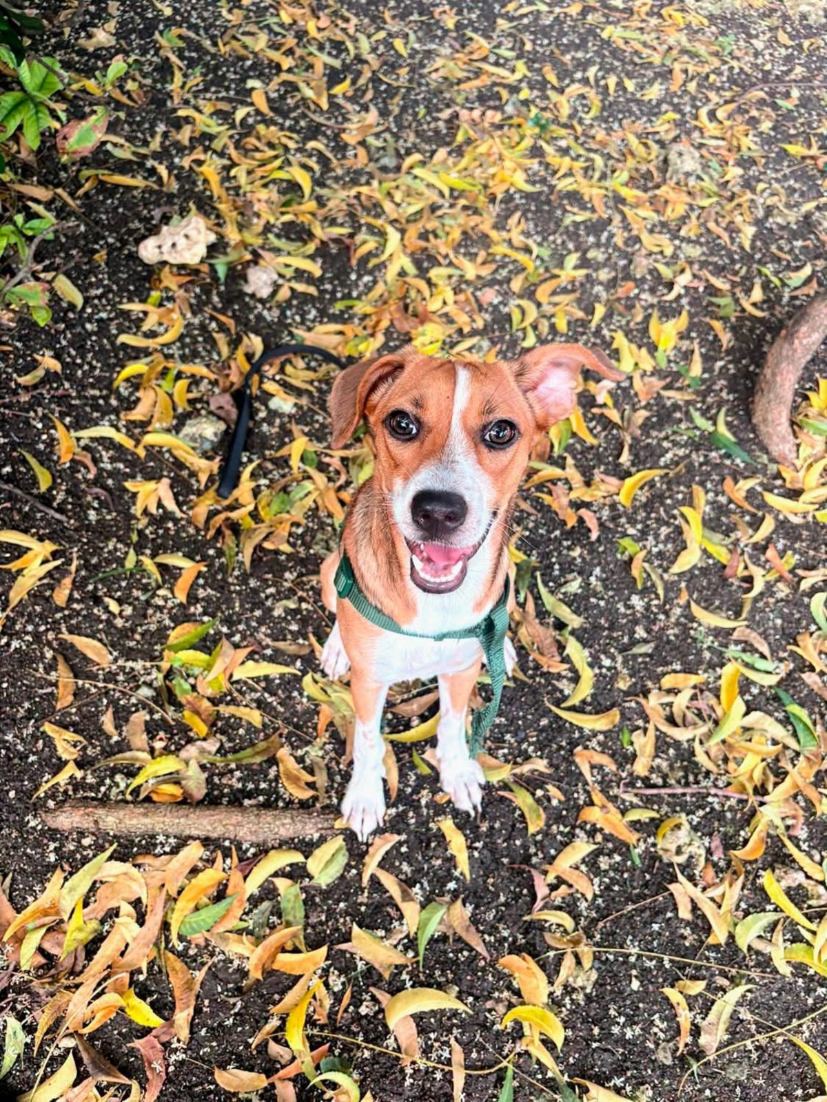 Adoption Changai