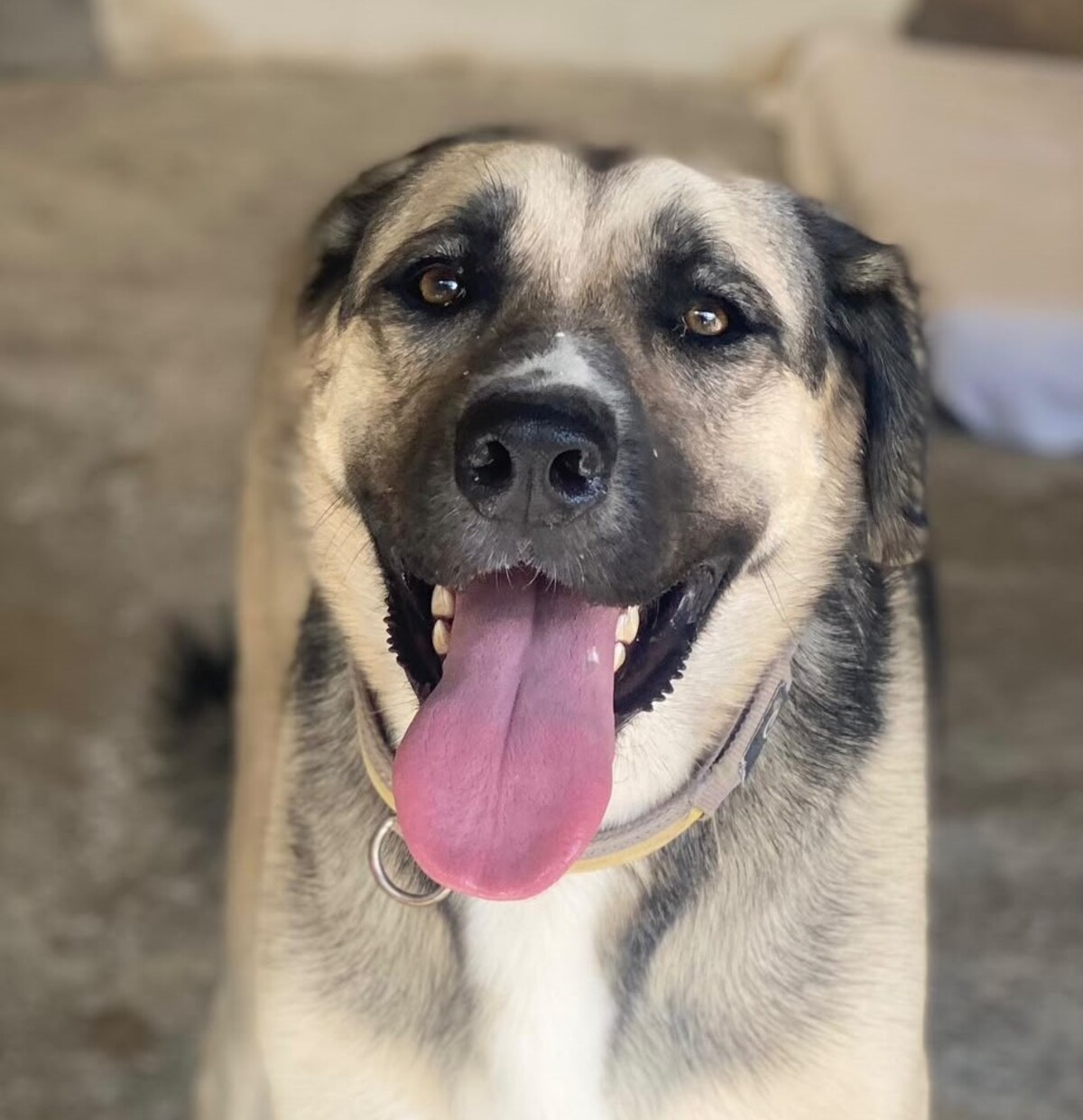Adoption Poppy