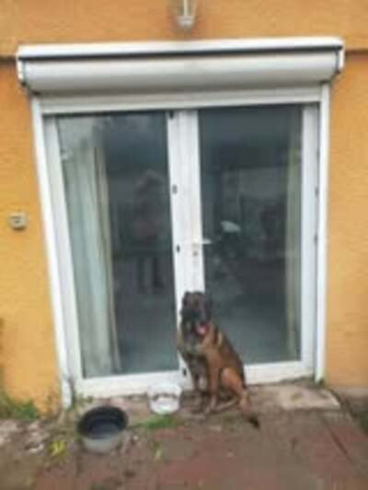 Adoption Saphir
