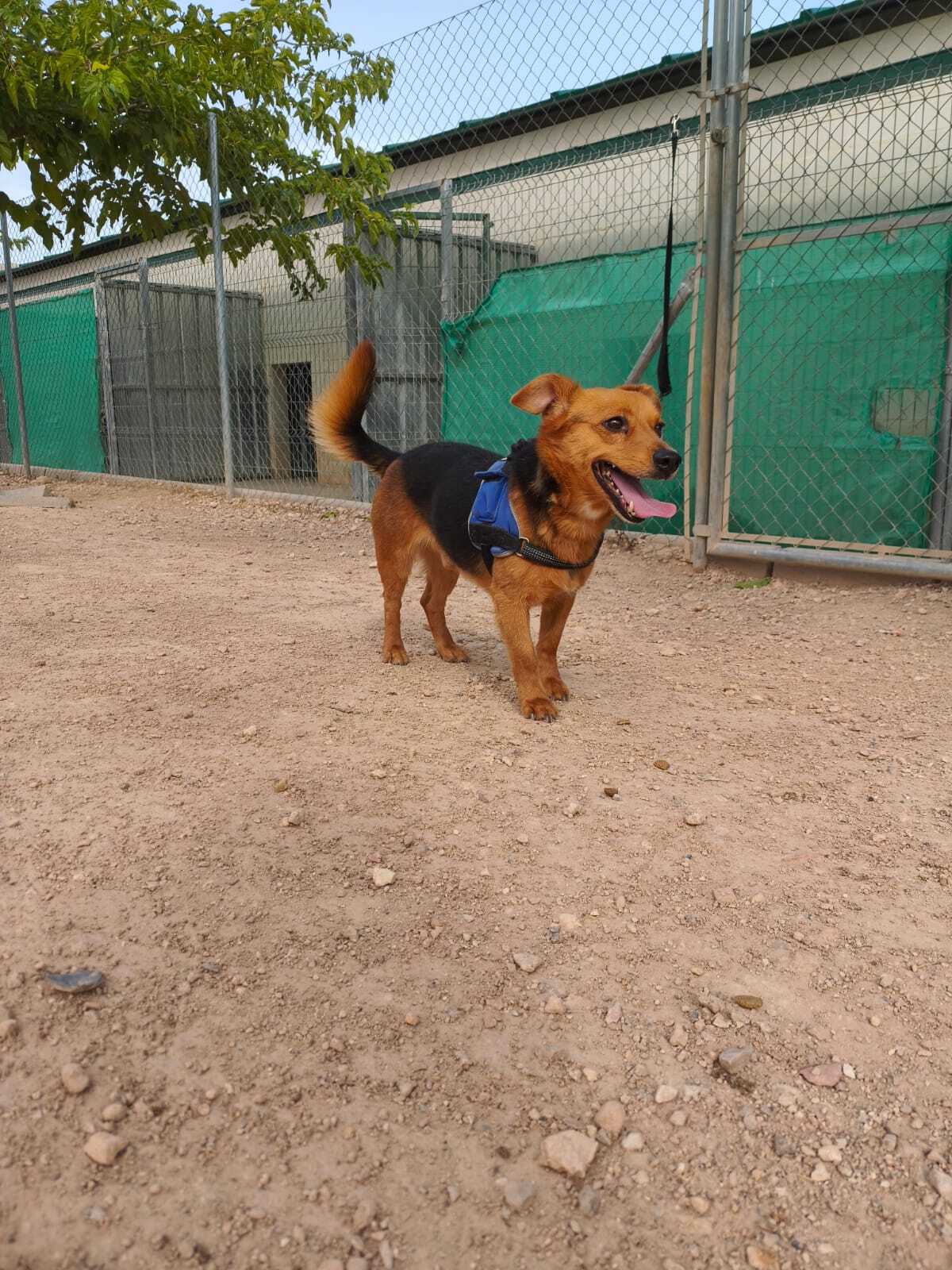 Adoption Bruno