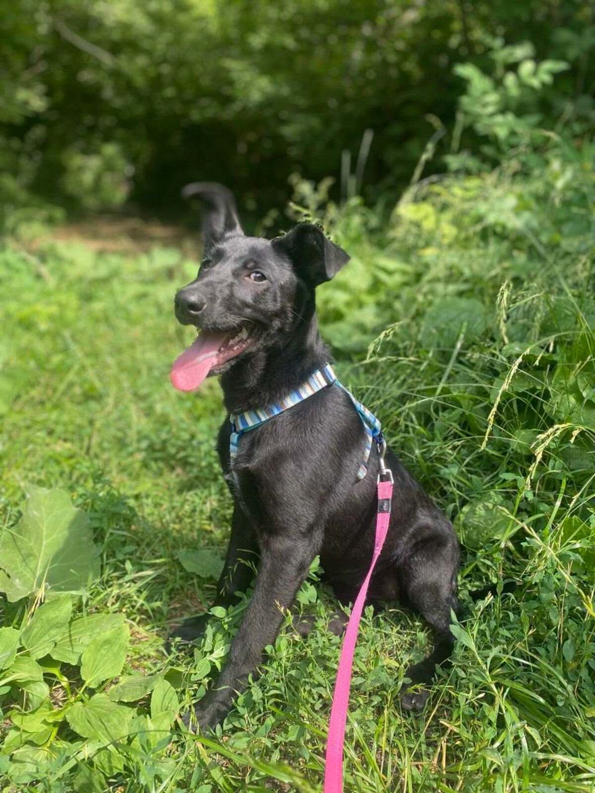 Adoption Scarlet