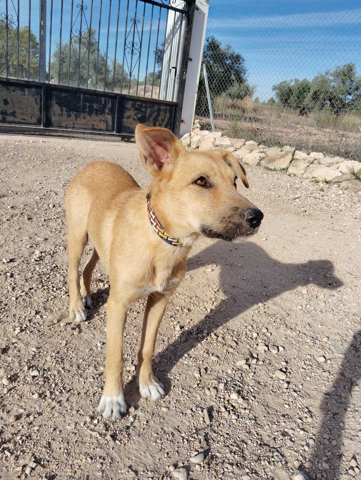 Adoption Cala