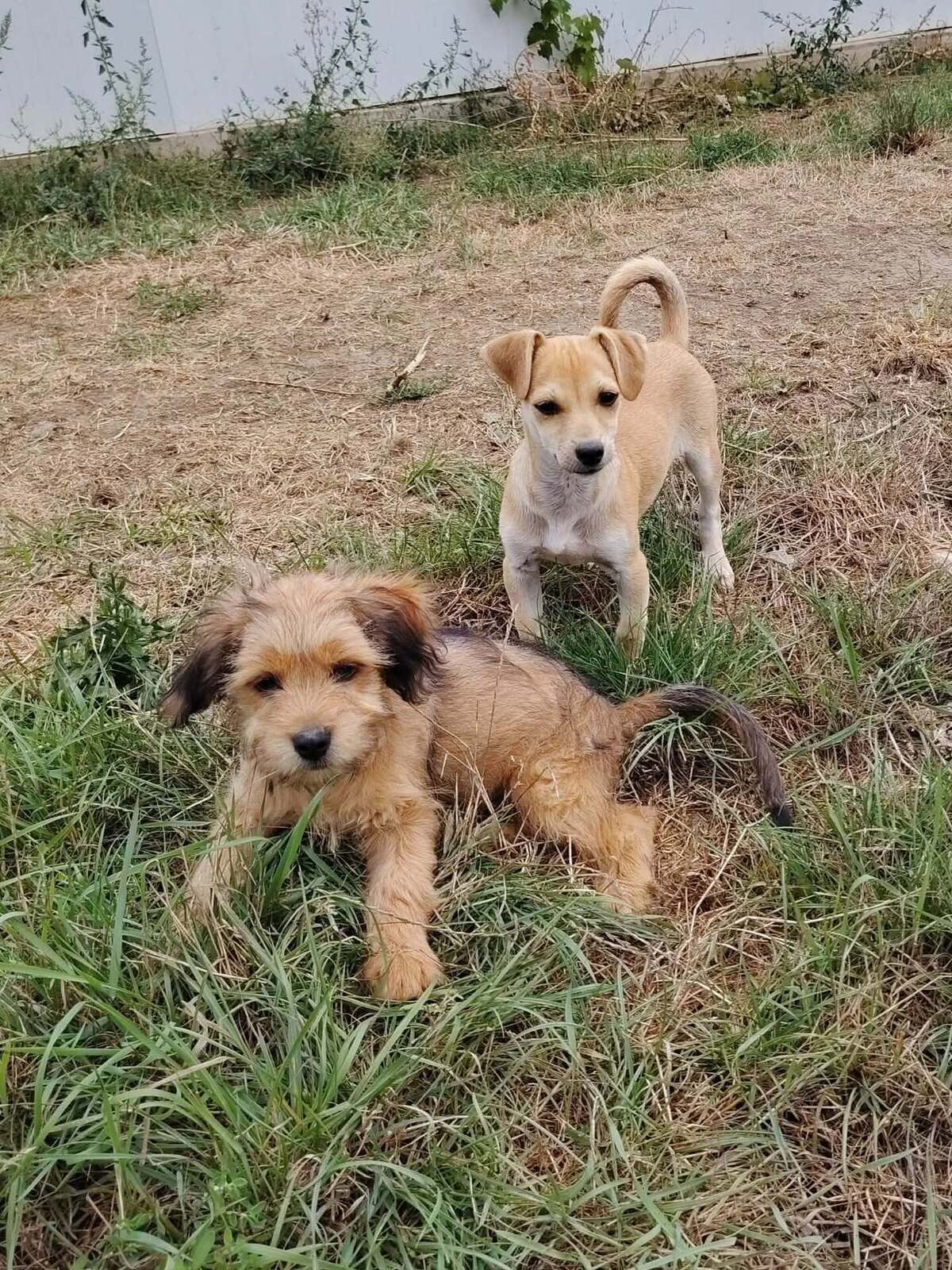 Adoption Kaiyo