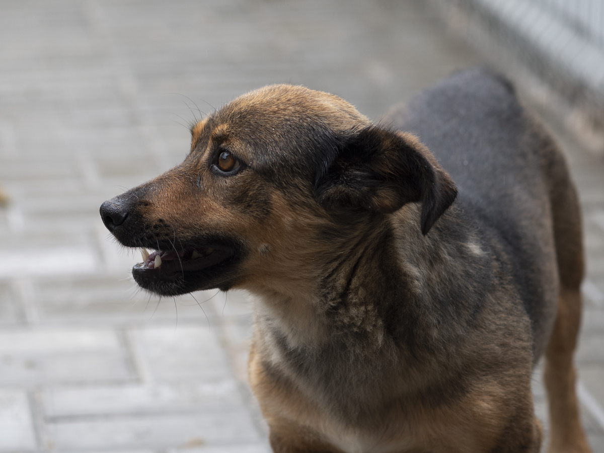 Adoption Topazia