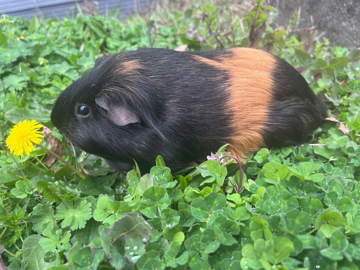 Adoption Little