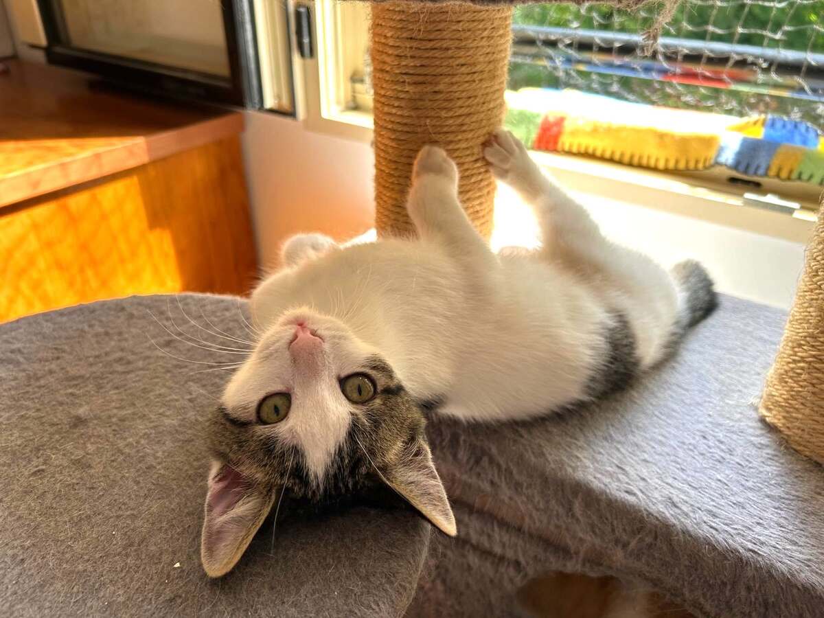 Adoption LE FRANGIN