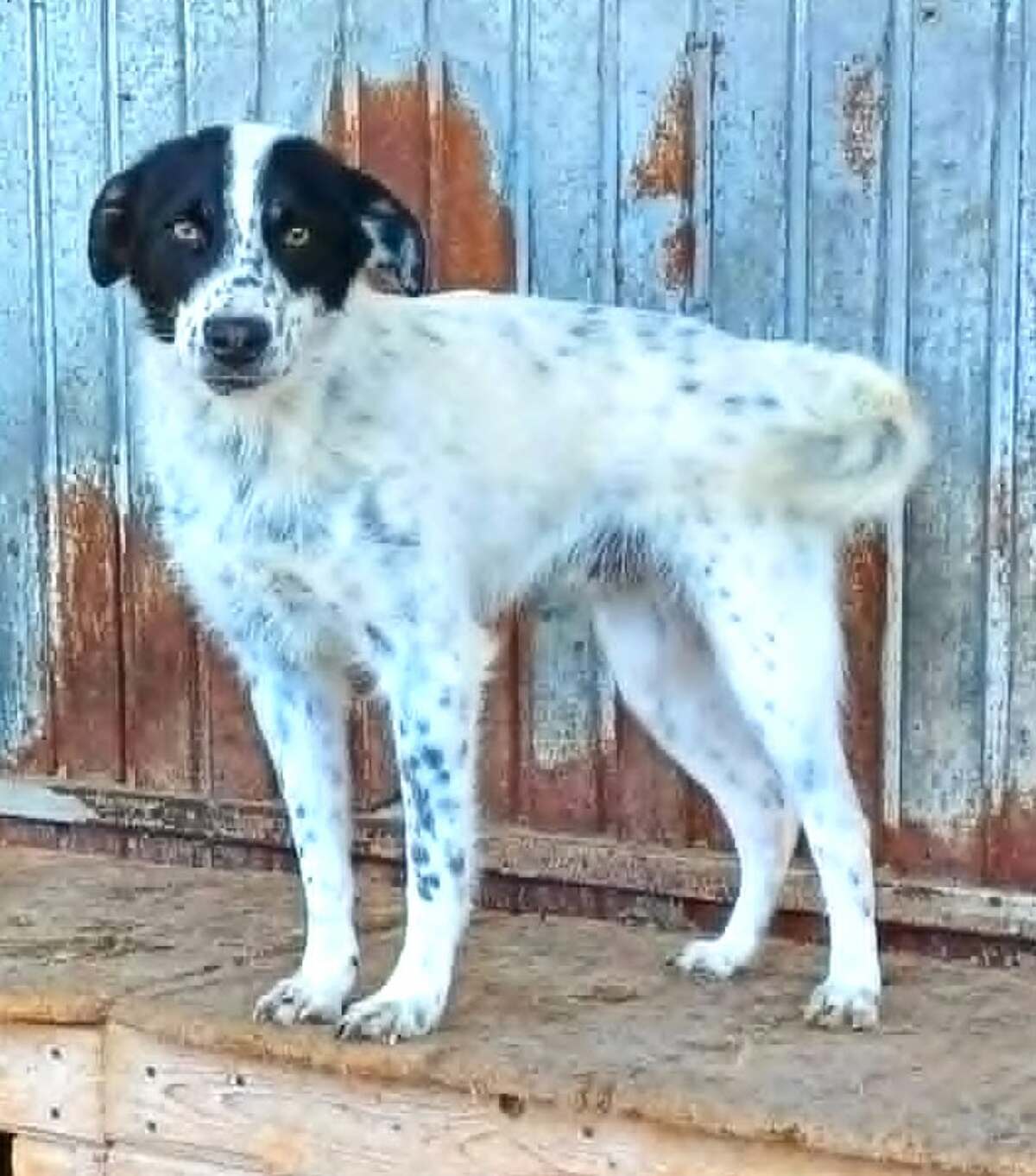 Adoption Pongo