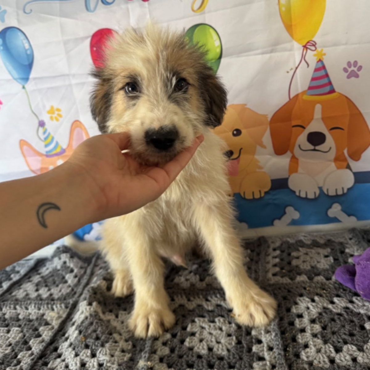 Adoption Jazz