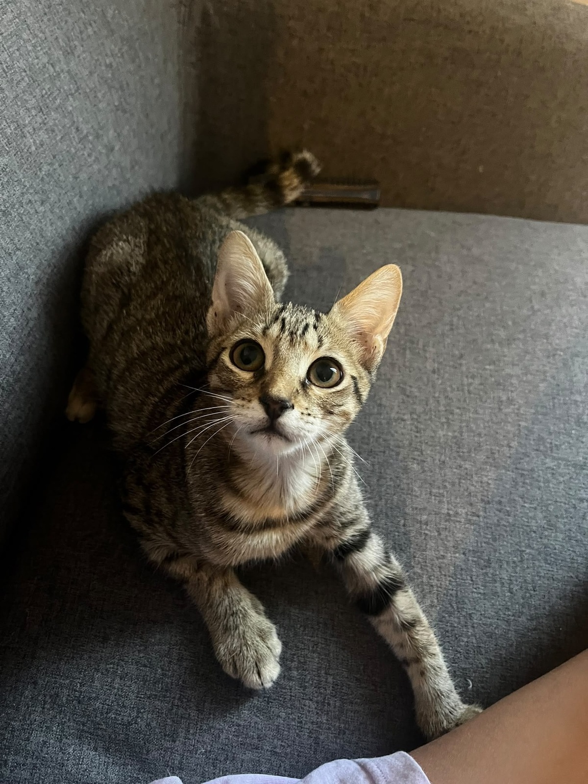 Adoption Pokus