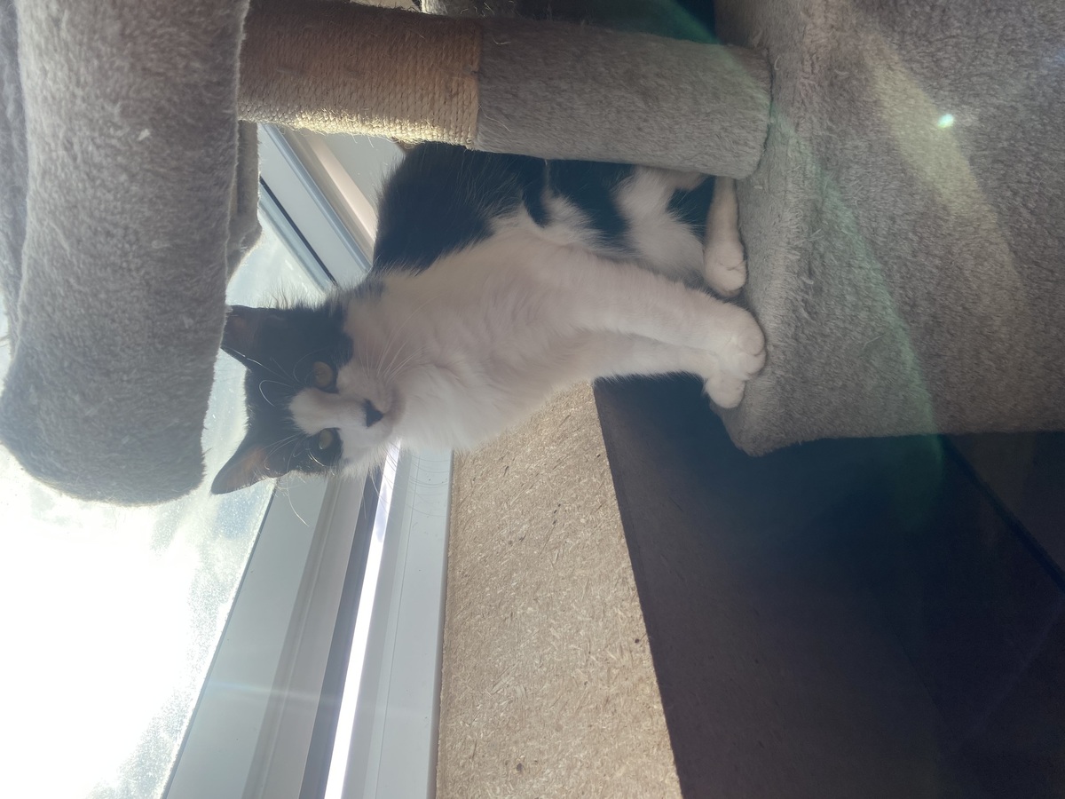 Adoption Chocapic