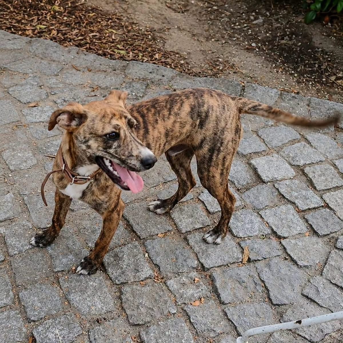 Adoption Teddy
