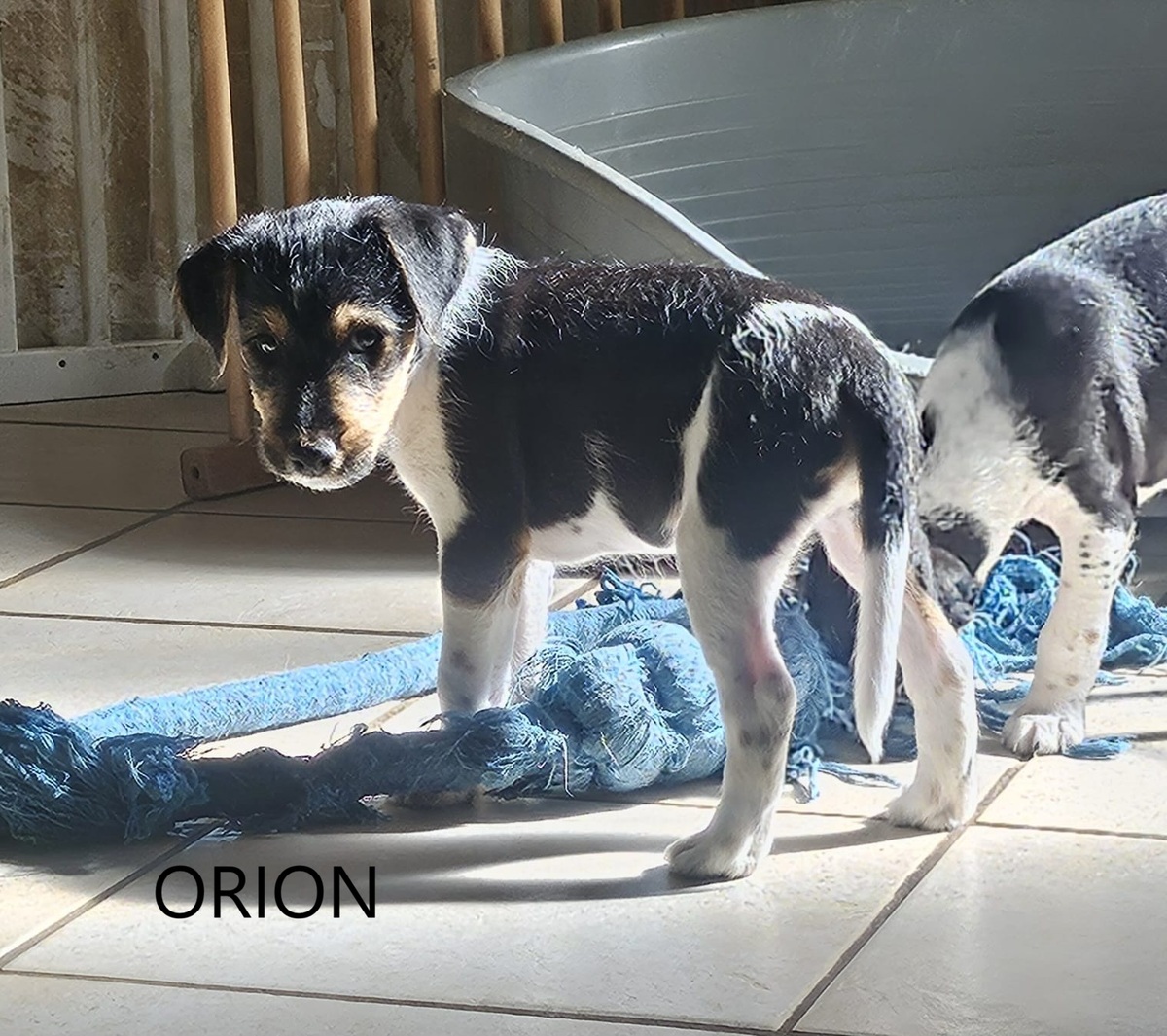 Adoption Orion