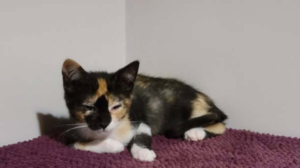 Adoption Milka